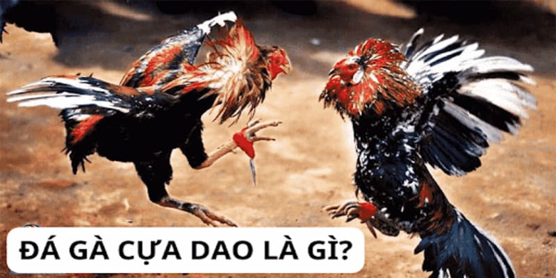 Đá gà cựa dao là gì